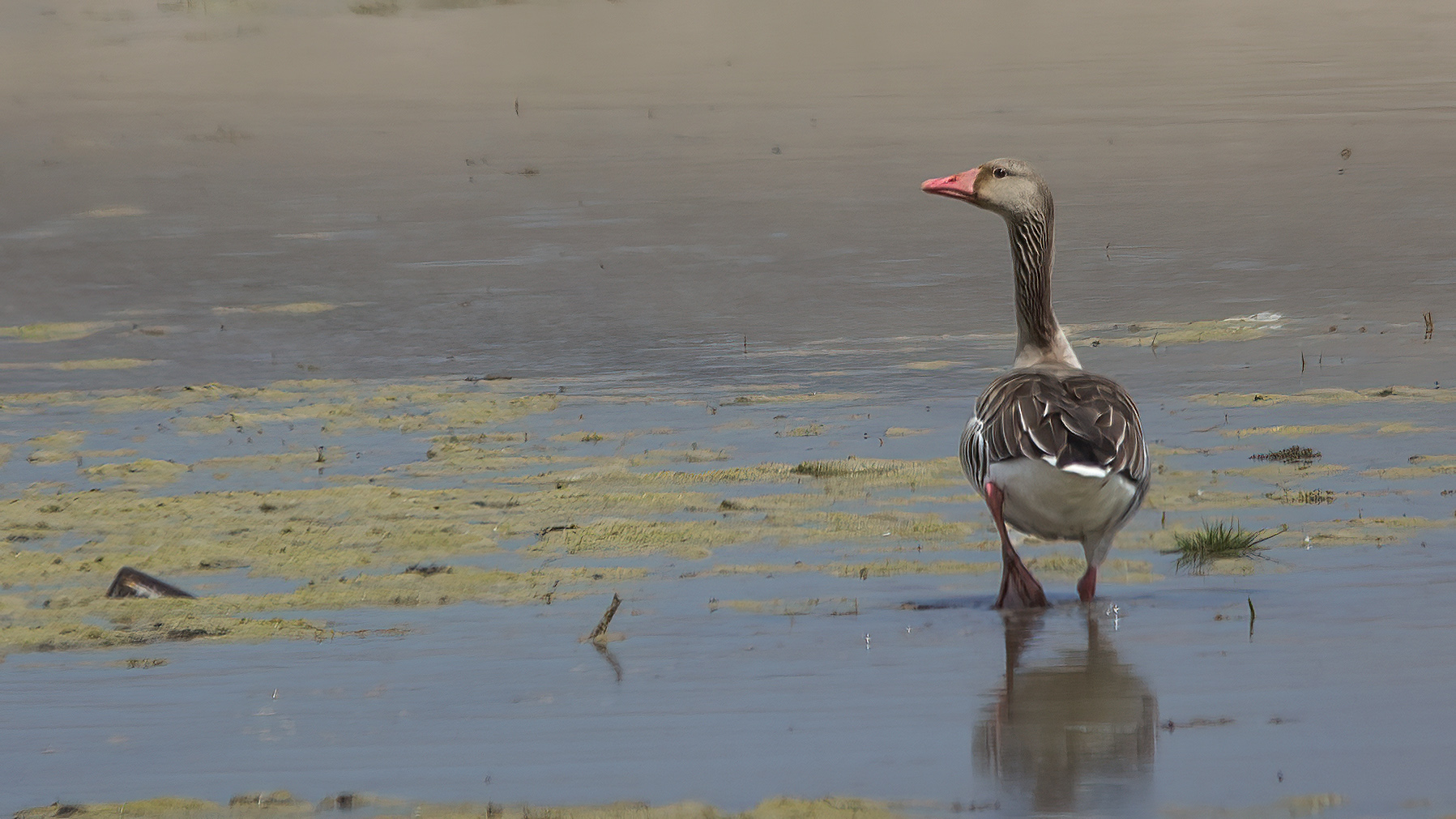 Graylag Goose
