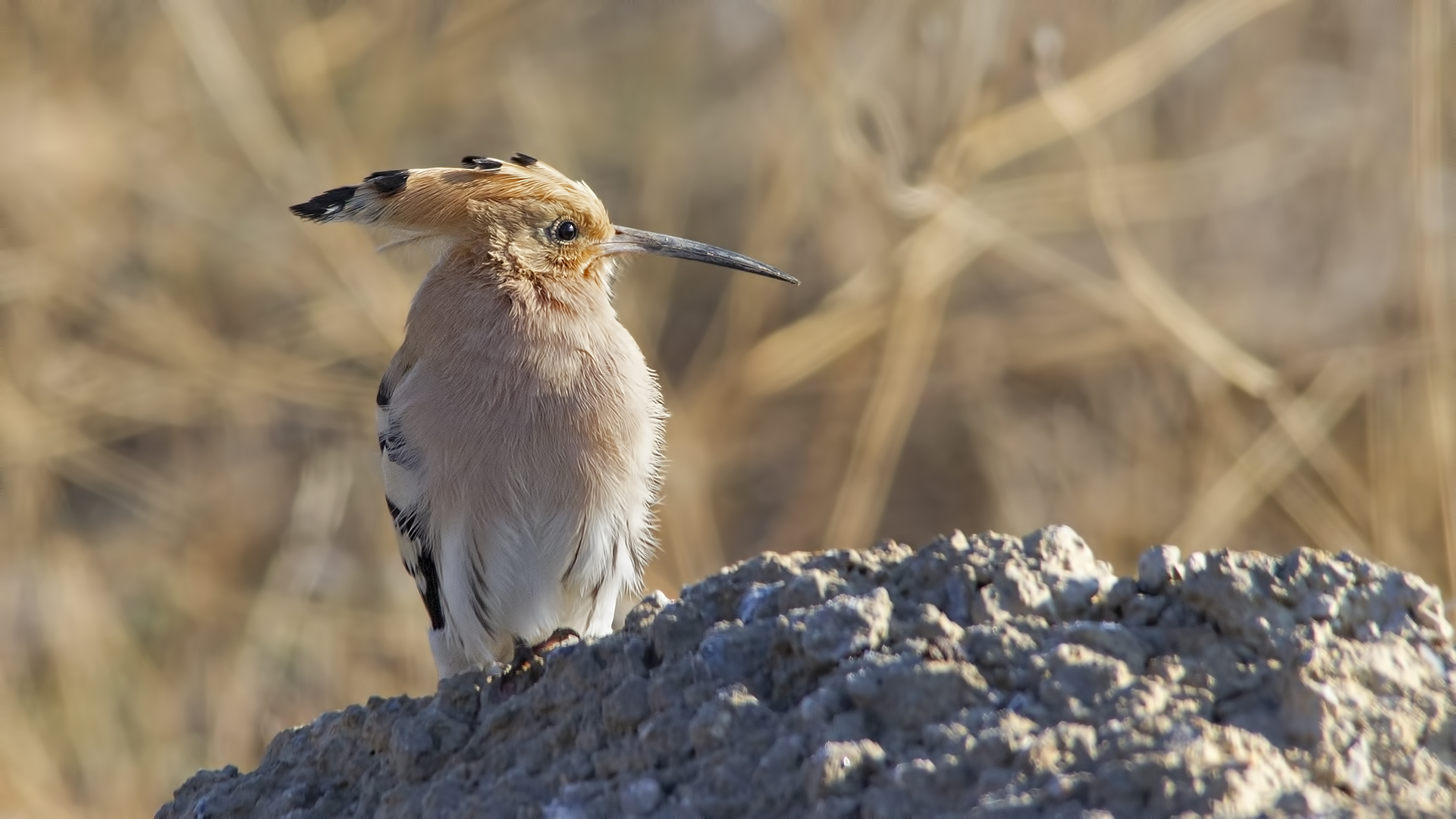 Eurasian Hoopoe