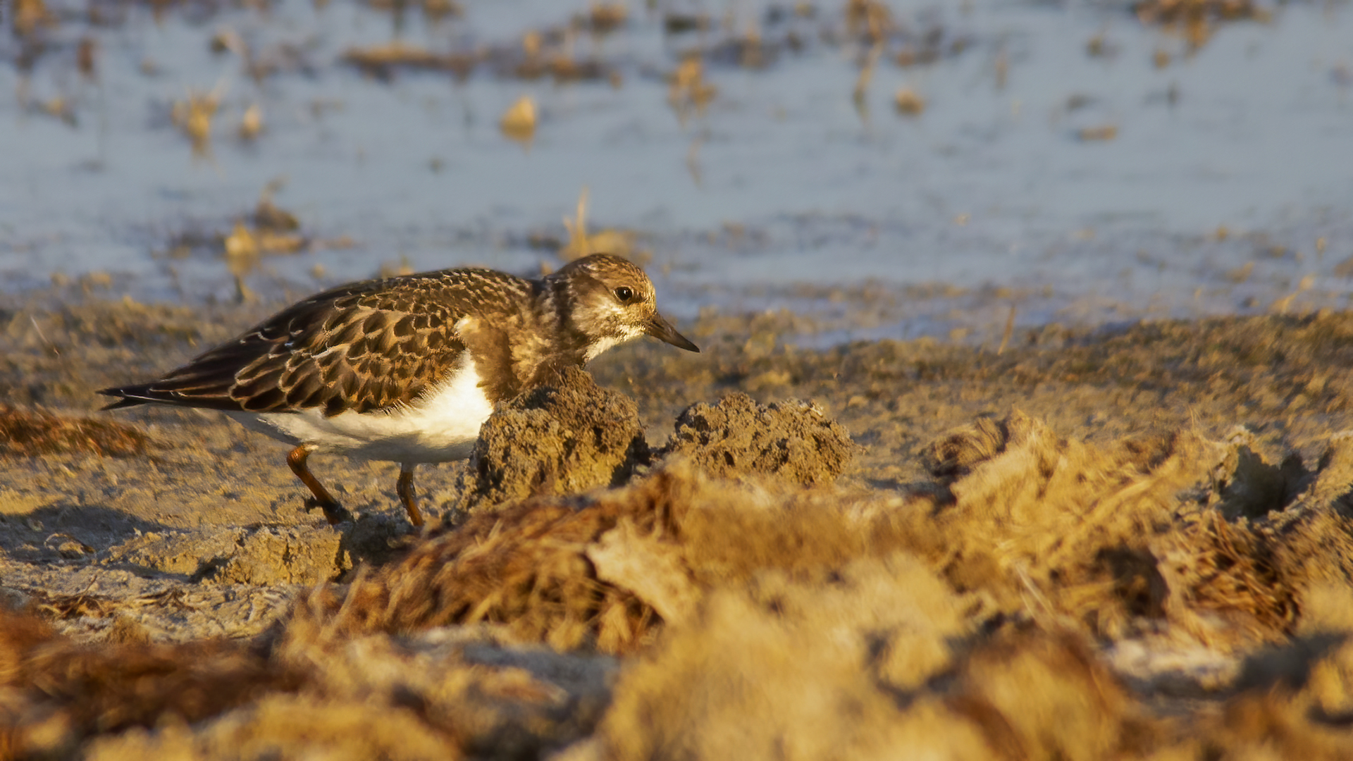 Ruddy Turnstone