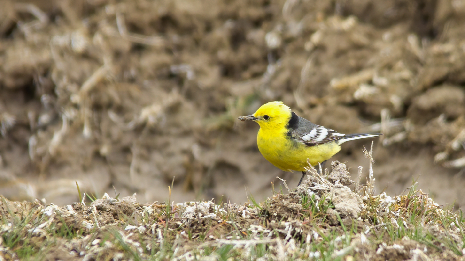 Citrine Wagtail