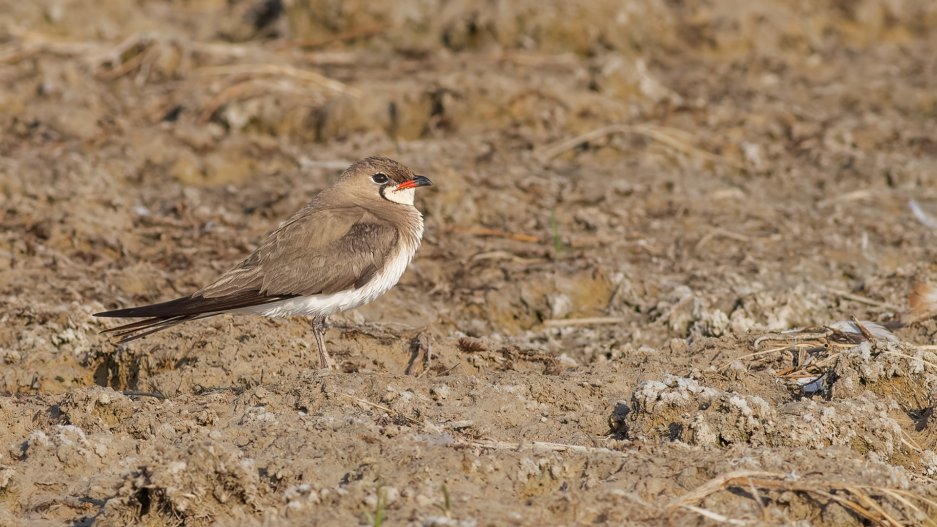 Collared Pratincole