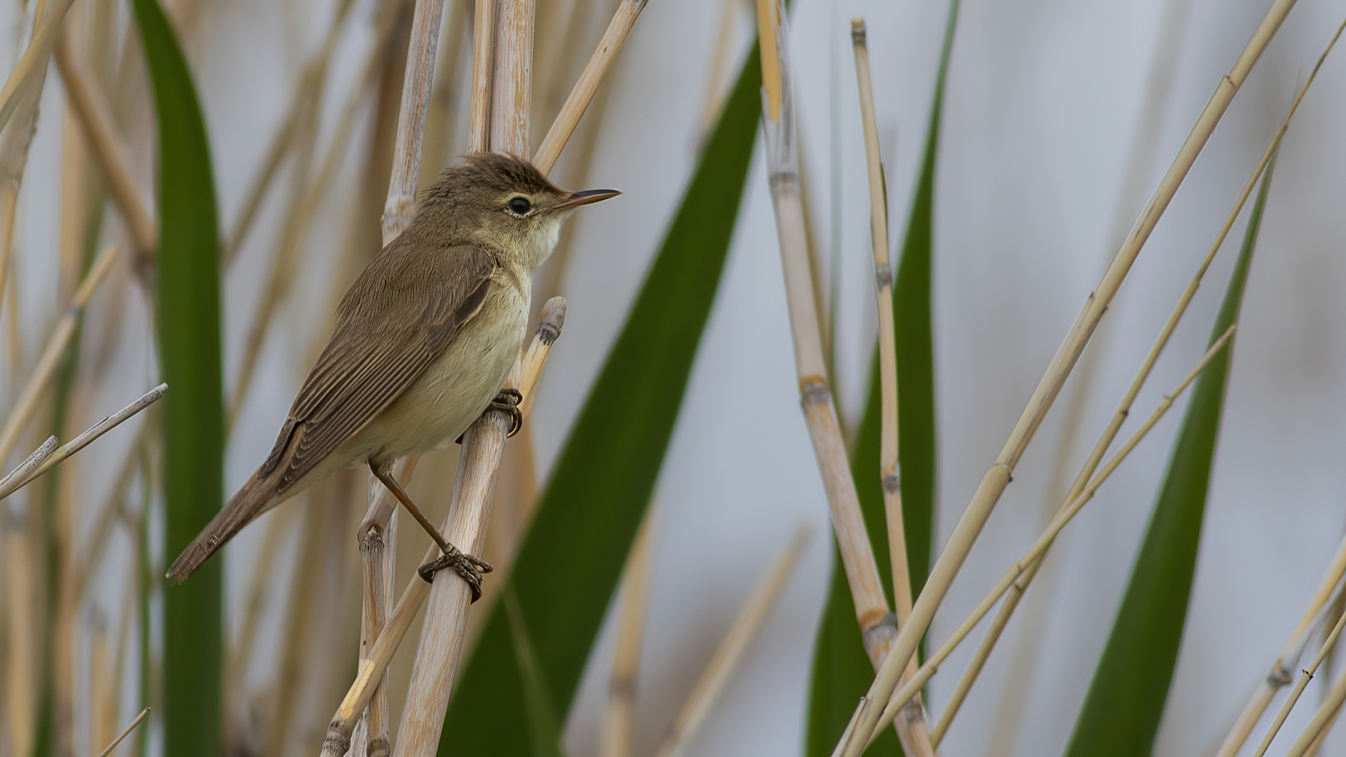 Great Reed Warbler