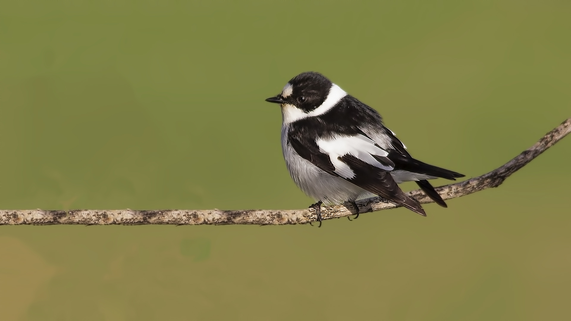Collared Flycatcher