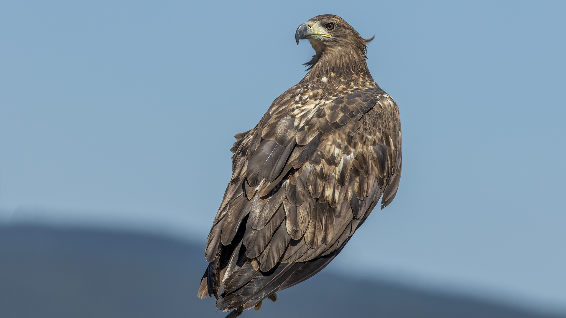 White-tailed Eagle