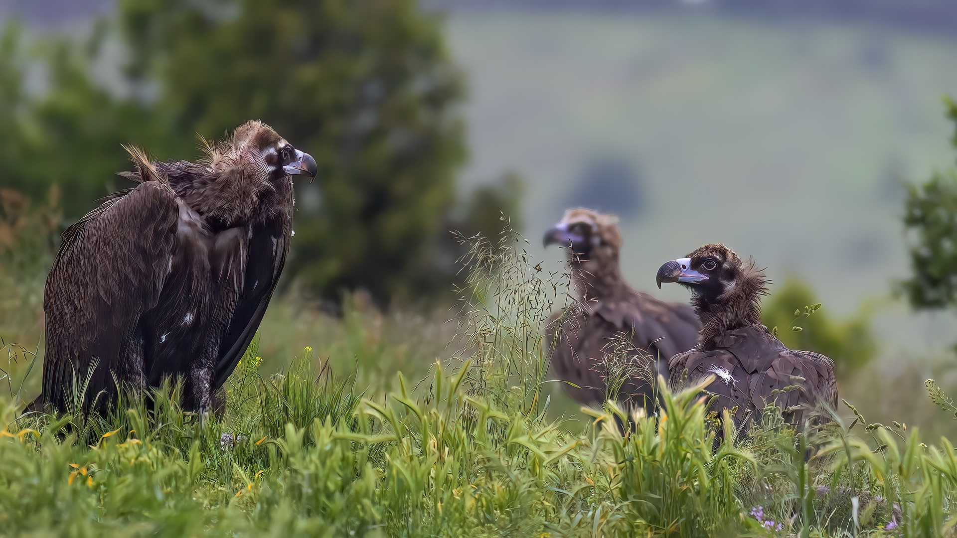 Cinereous Vulture