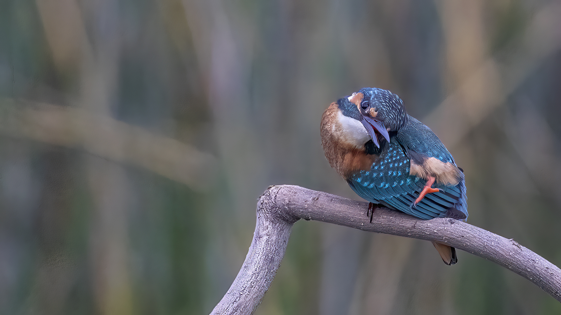 Common Kingfisher