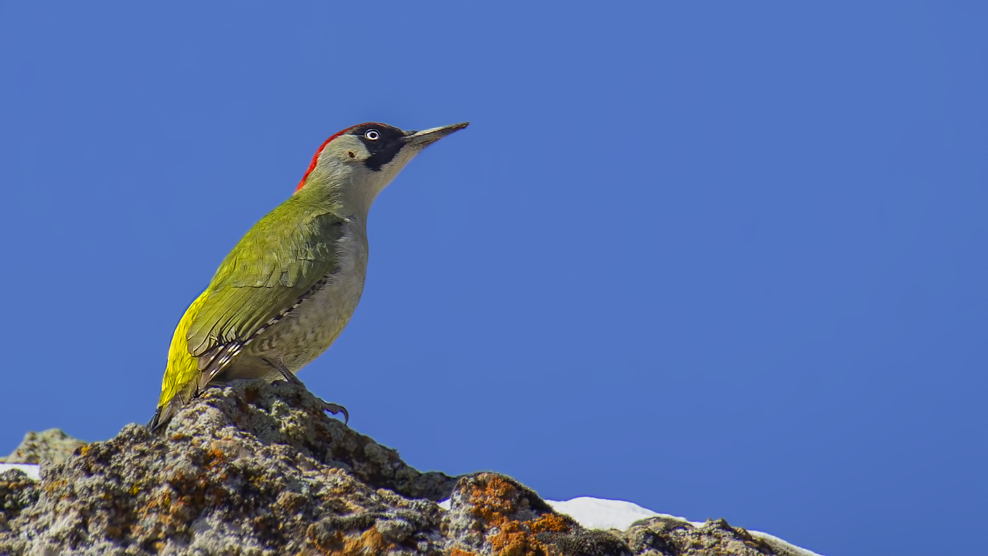Eurasian Green Woodpecker