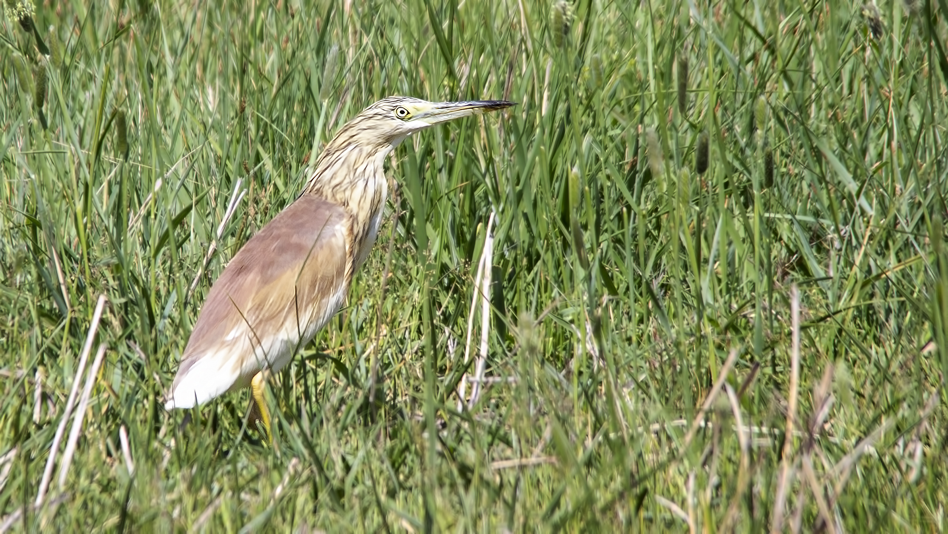 Squacco Heron