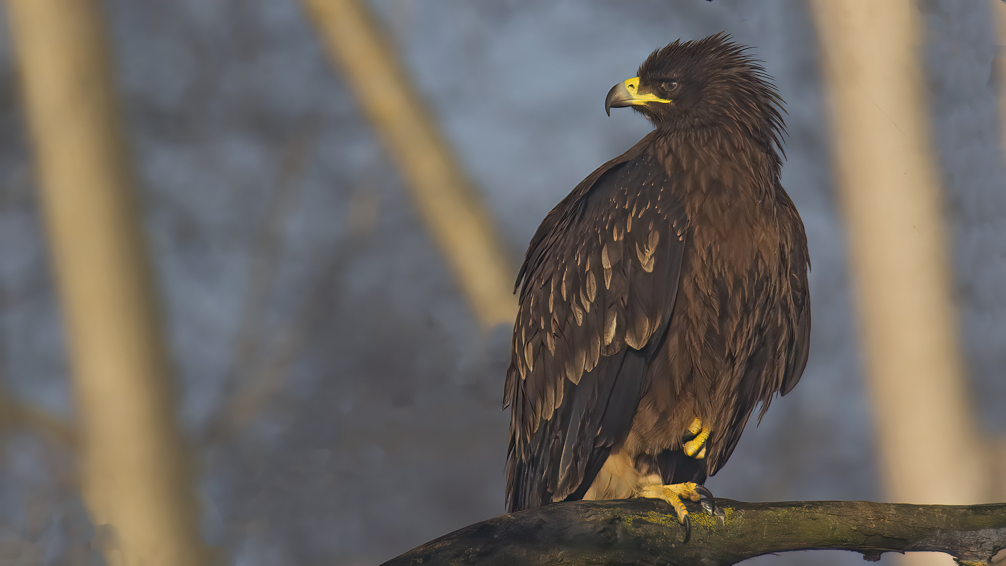 Greater Spotted Eagle