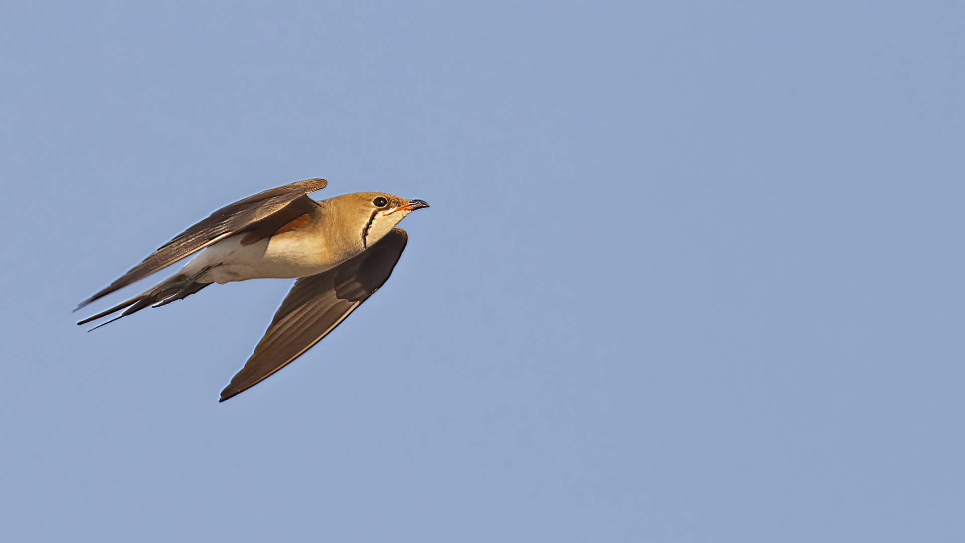 Collared Pratincole