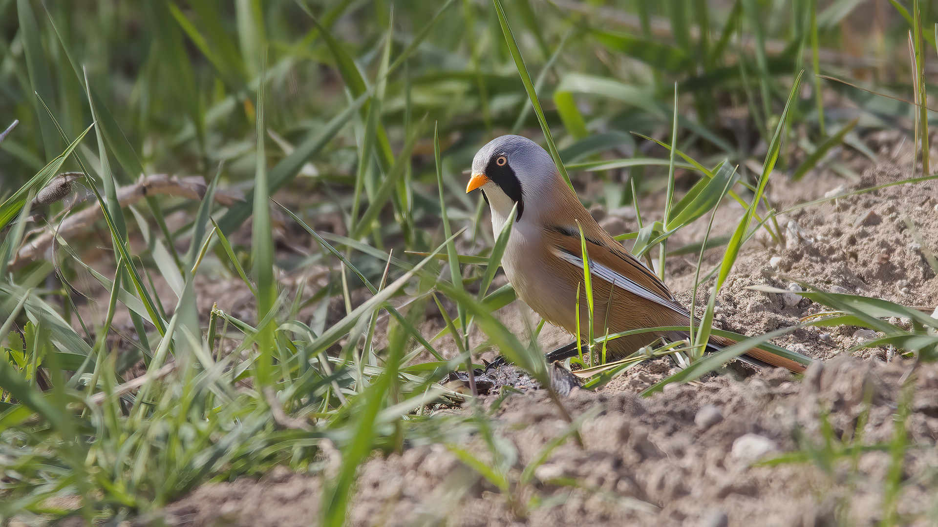 Bearded Reedling