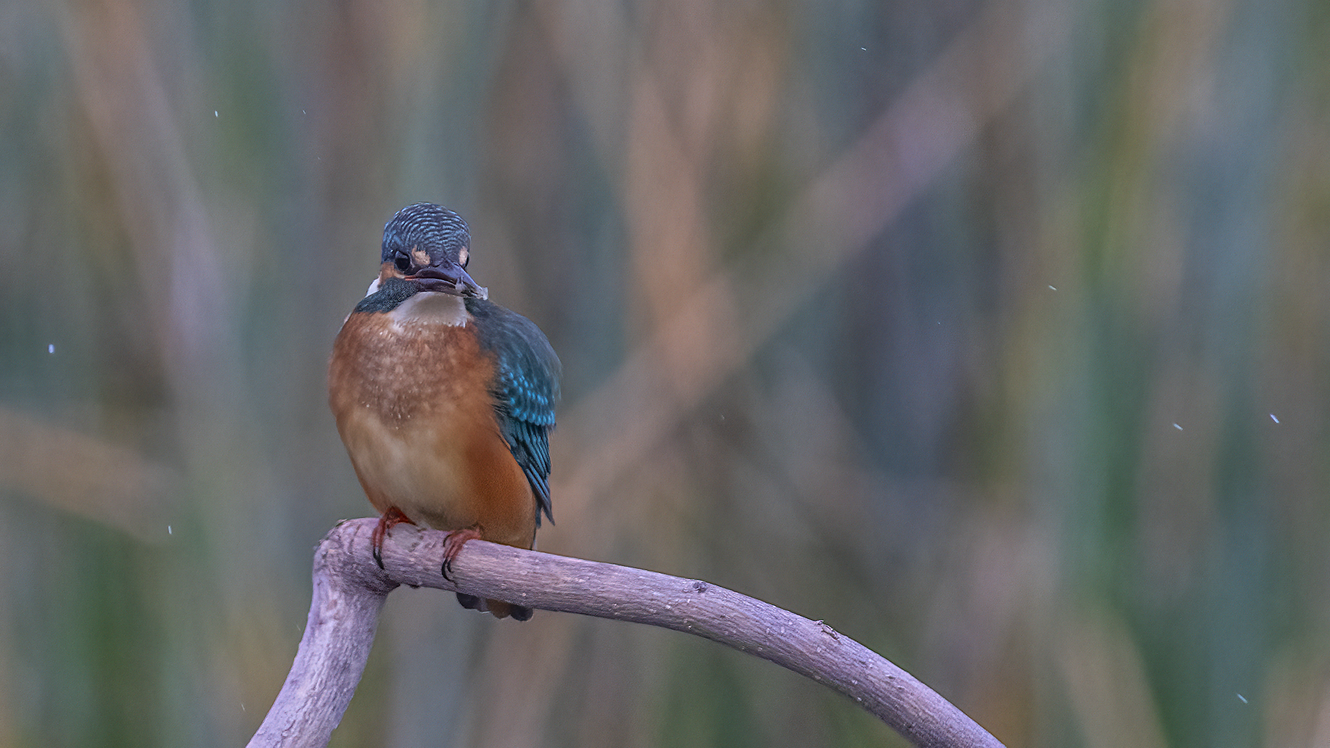 Common Kingfisher