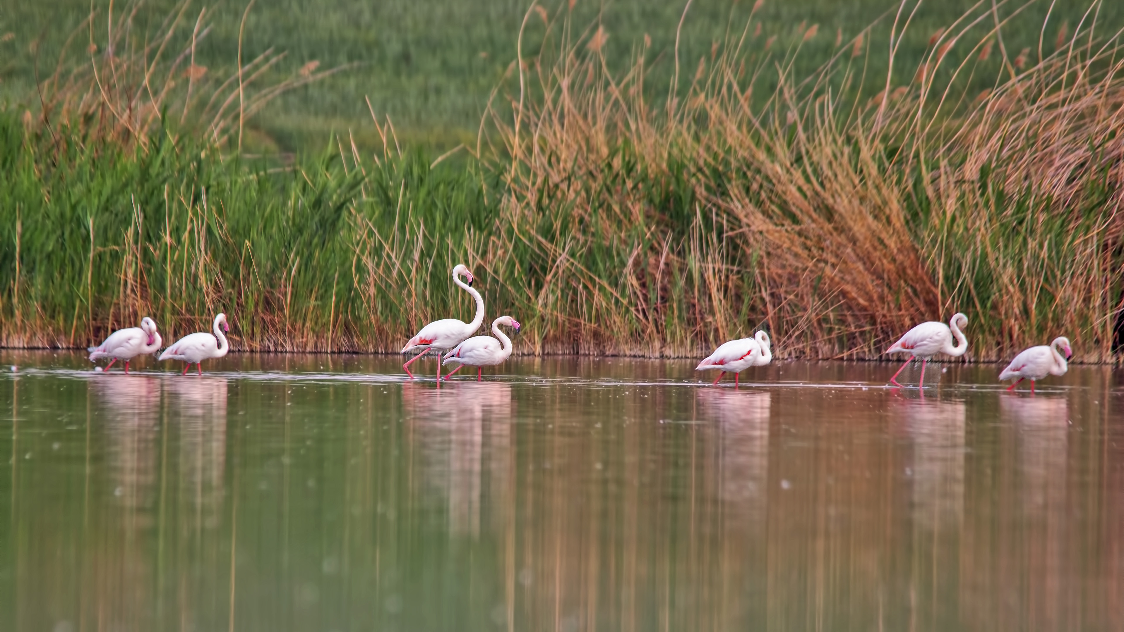 Greater Flamingo