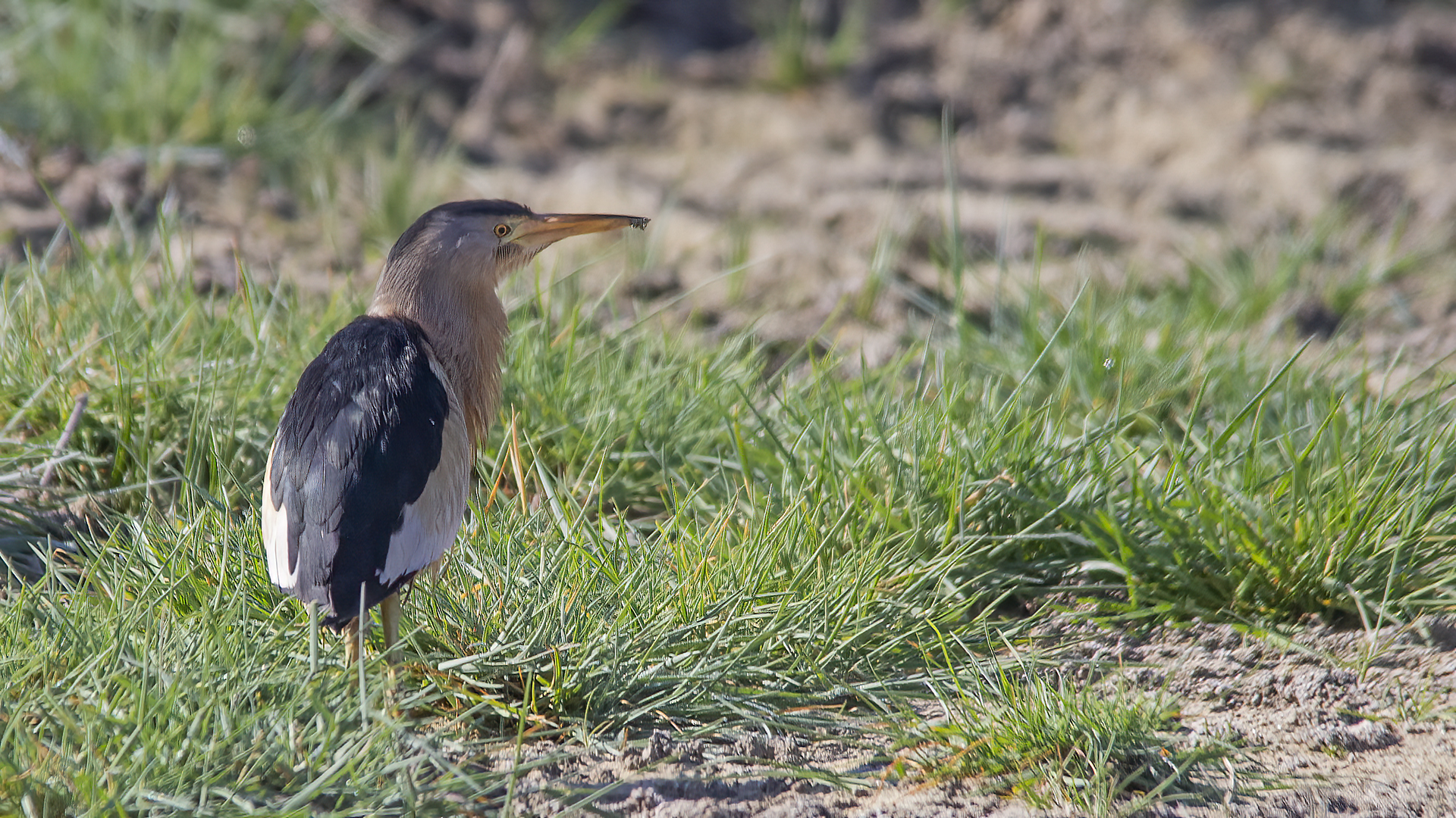 Little Bittern