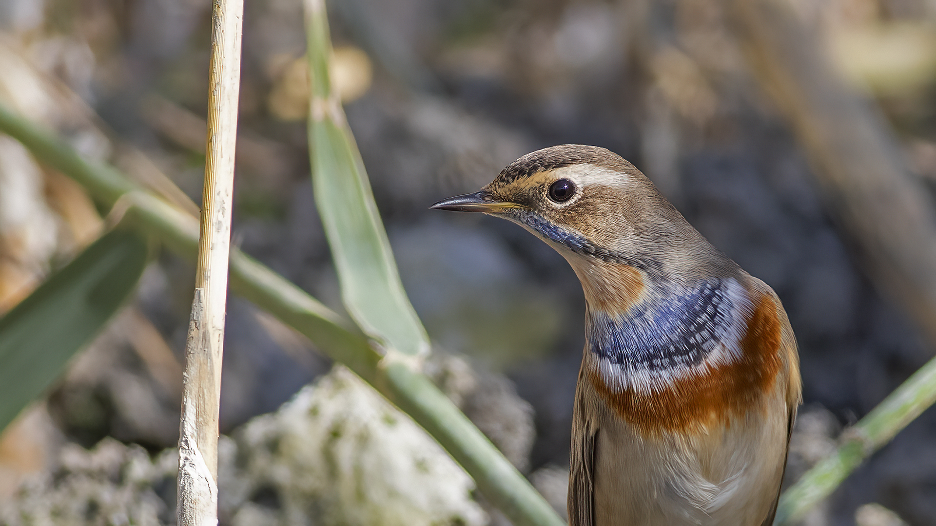 Bluethroat