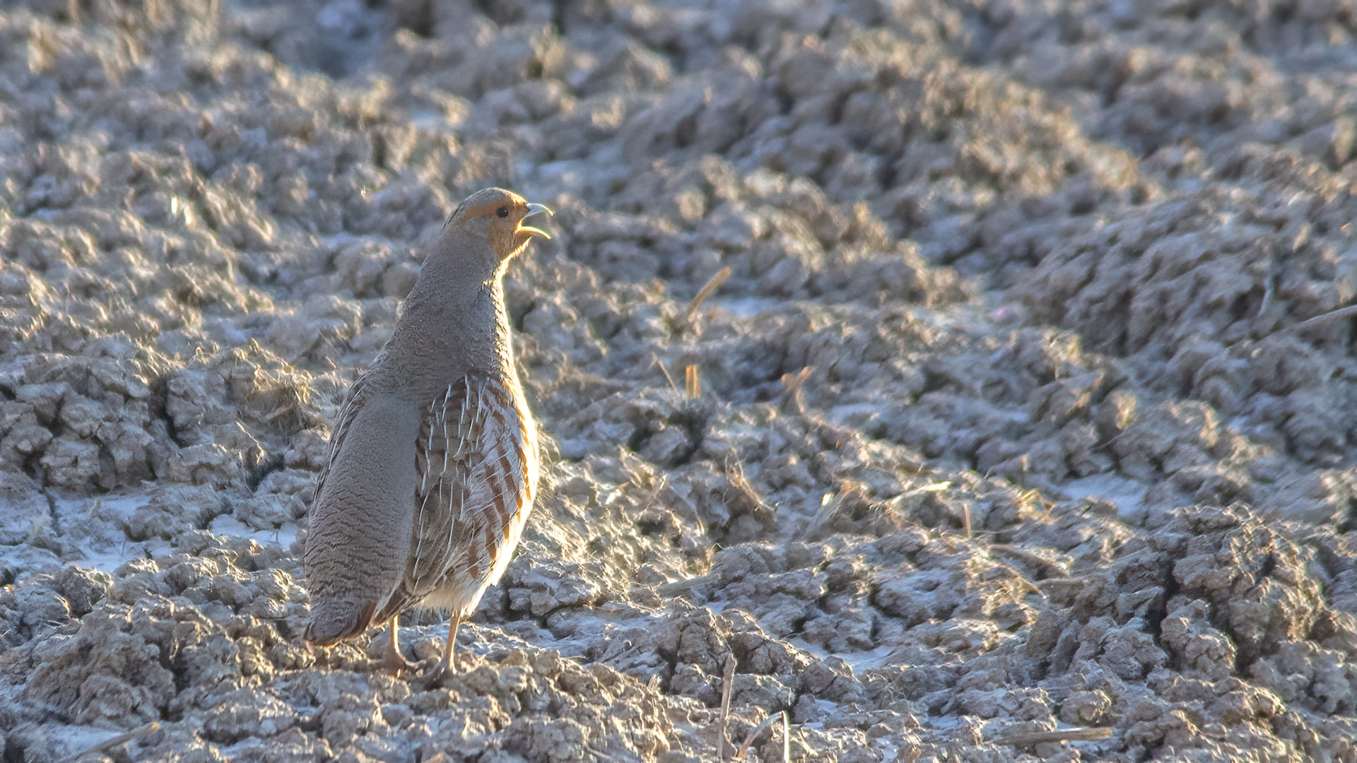 Gray Partridge