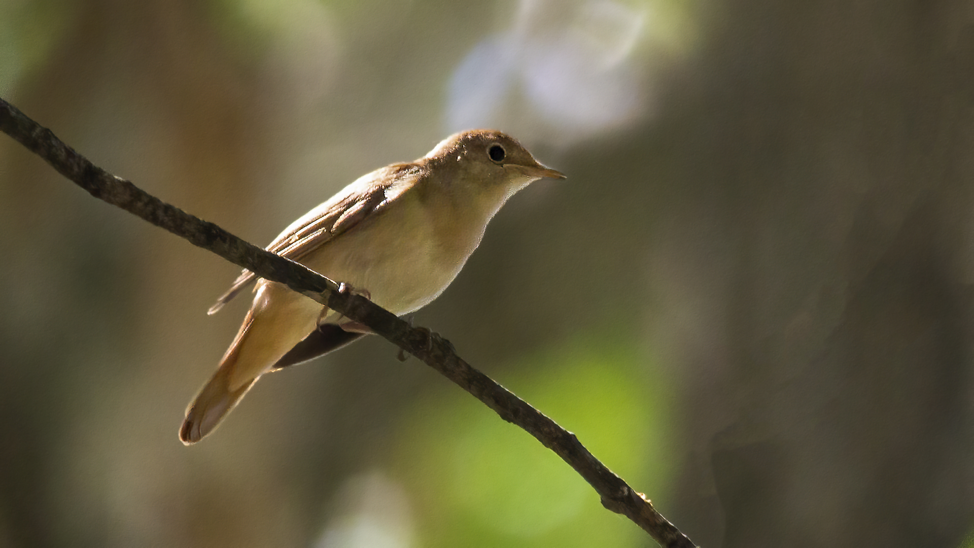 Thrush Nightingale