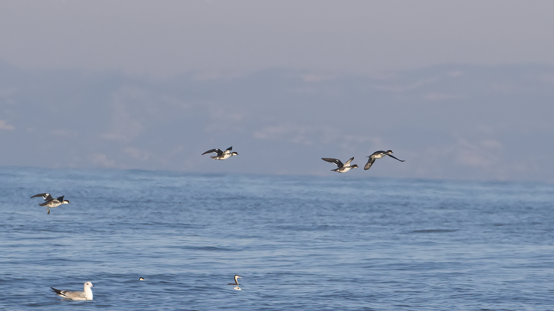 Smew