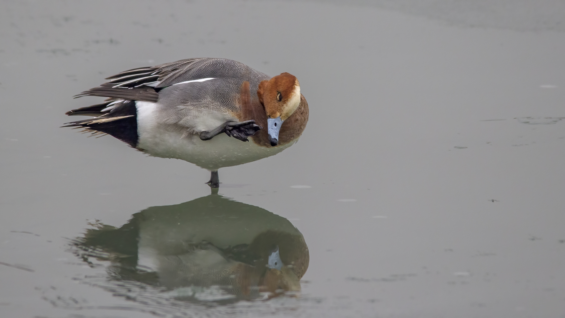 Eurasian Wigeon