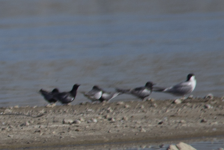 Black Tern — Ana fotoğraf