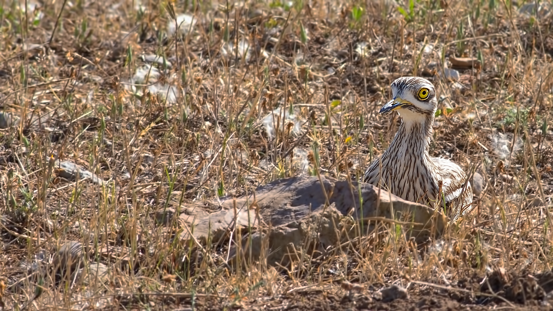 Eurasian Thick-knee