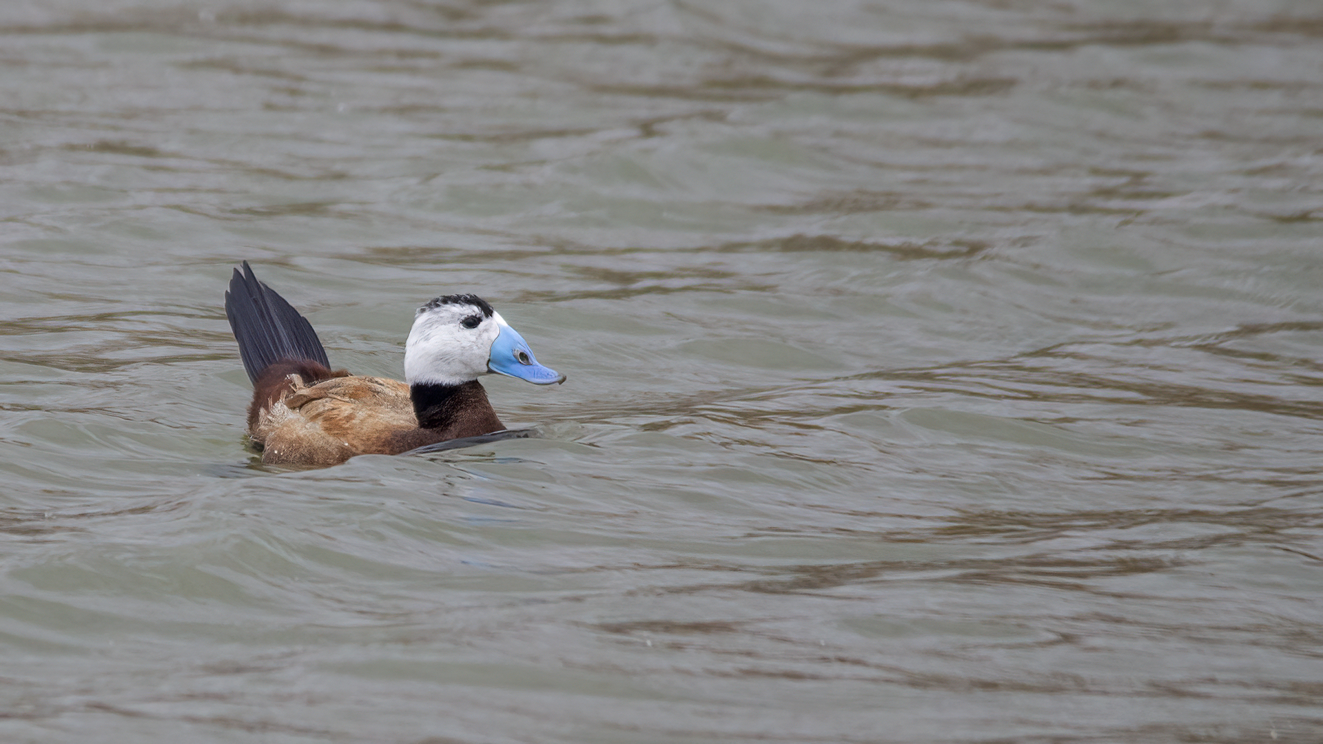 White-headed Duck