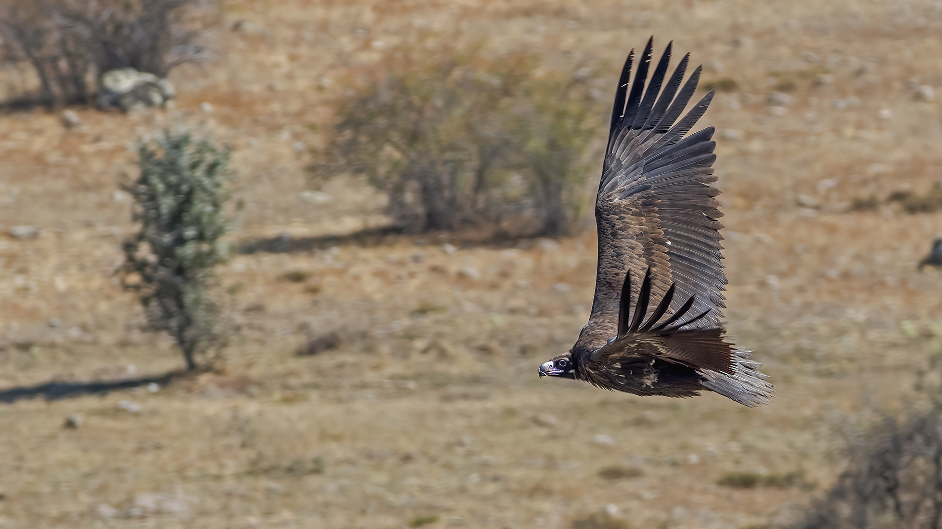 Cinereous Vulture