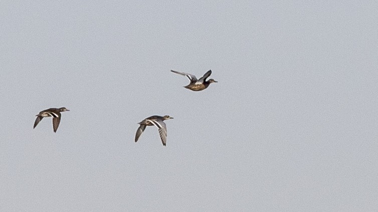 Northern Pintail