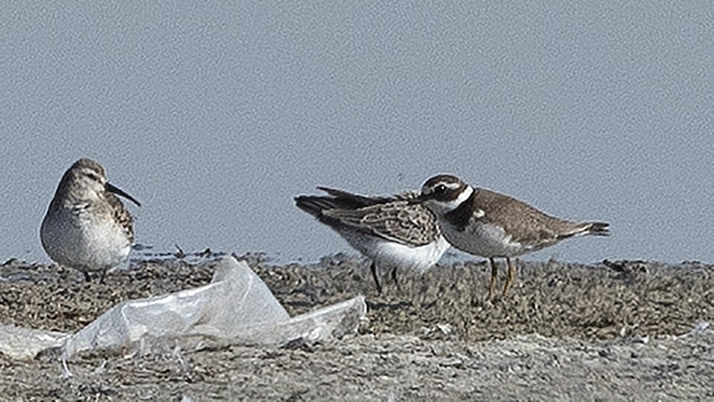 Curlew Sandpiper