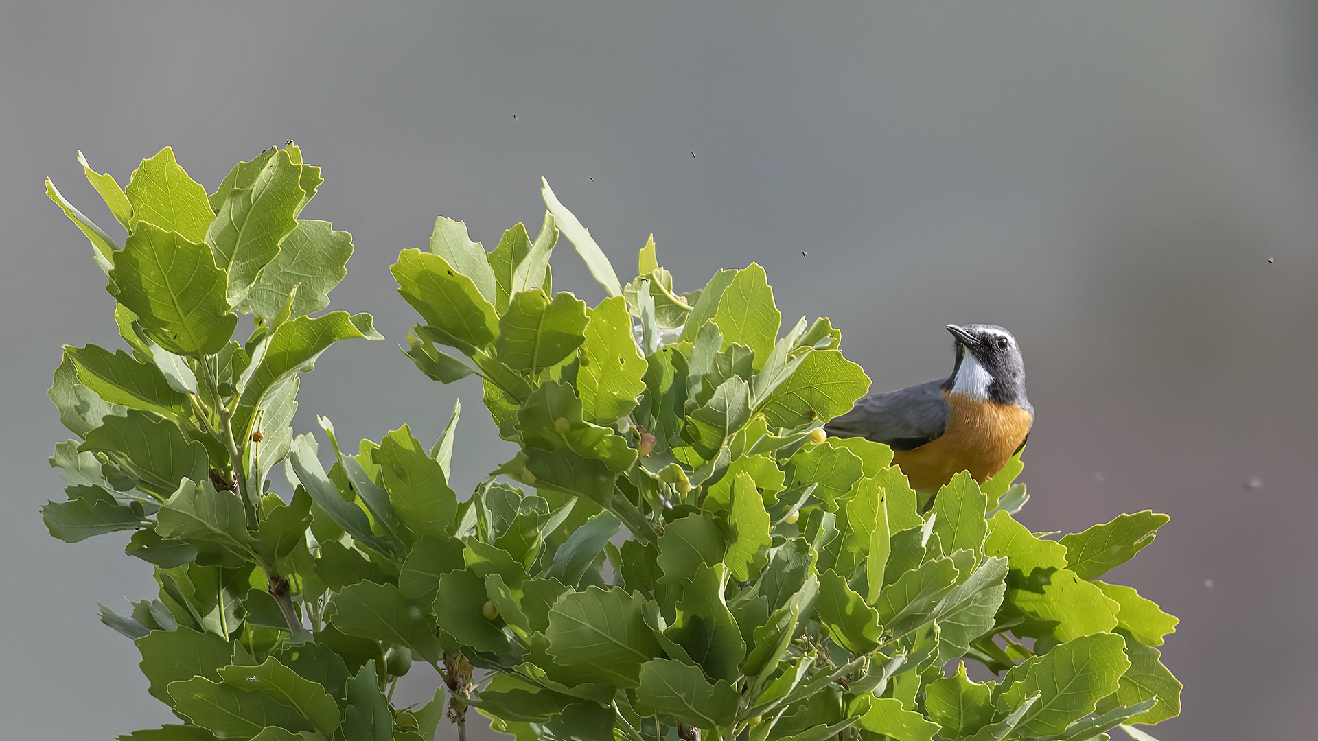 White-throated Robin