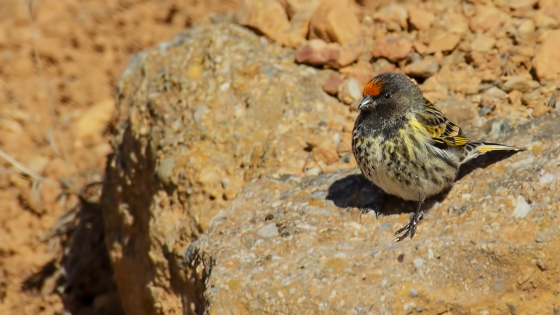 Fire-fronted Serin
