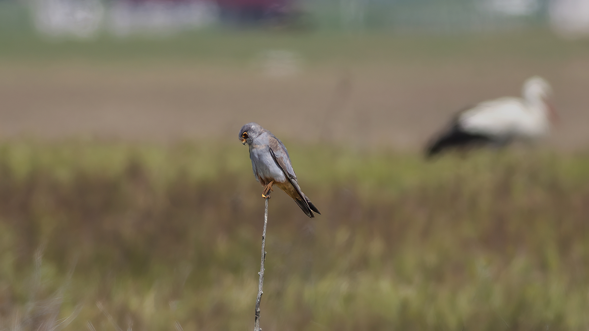 Red-footed Falcon