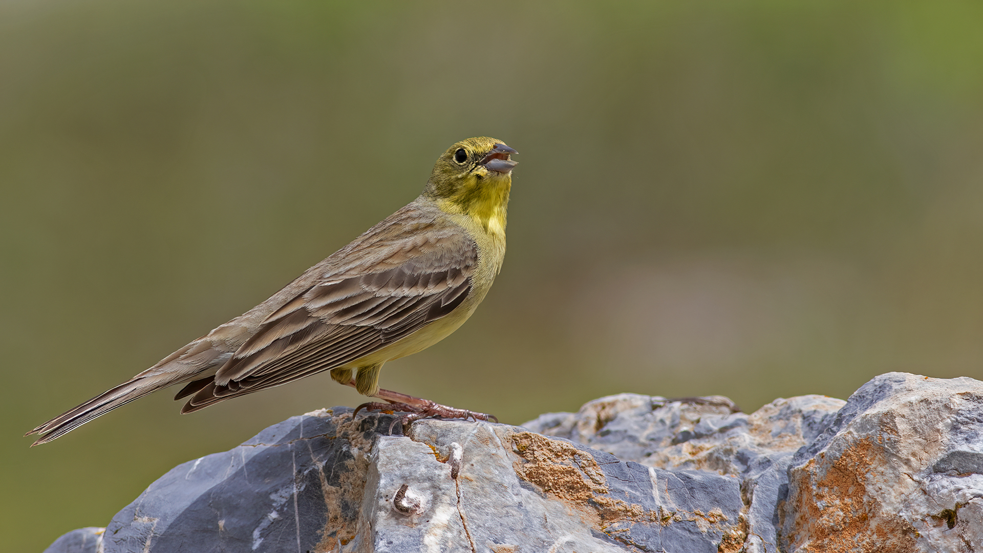 Cinereous Bunting
