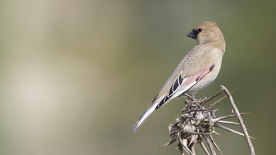 Desert Finch