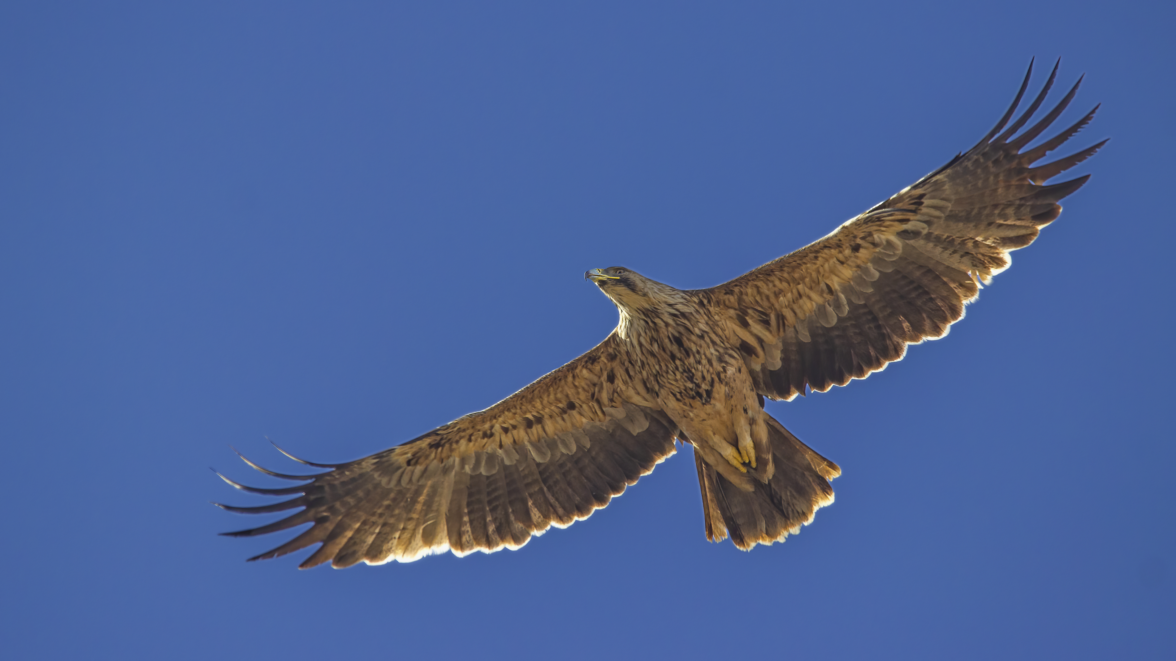 Imperial Eagle