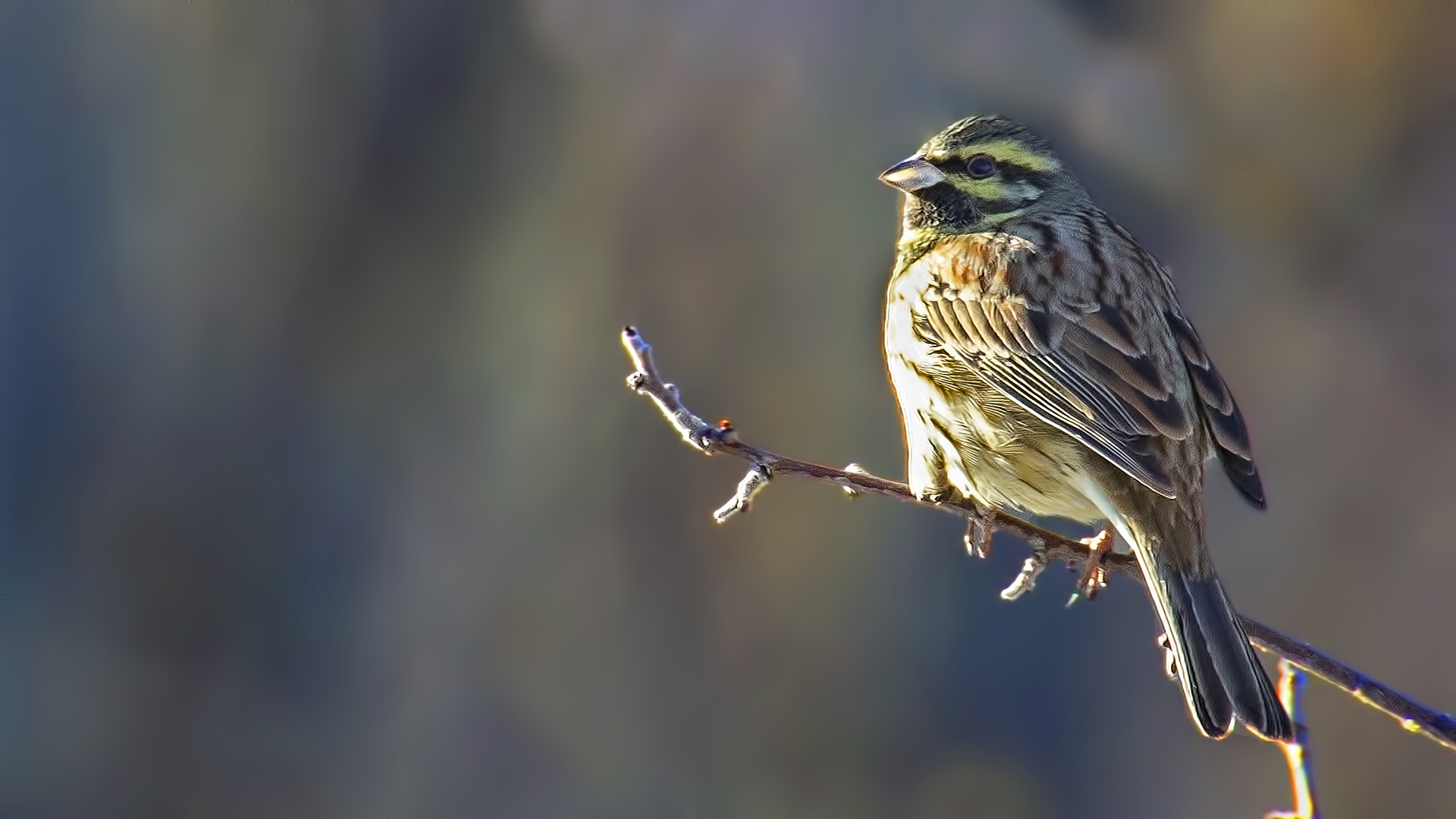 Cirl Bunting
