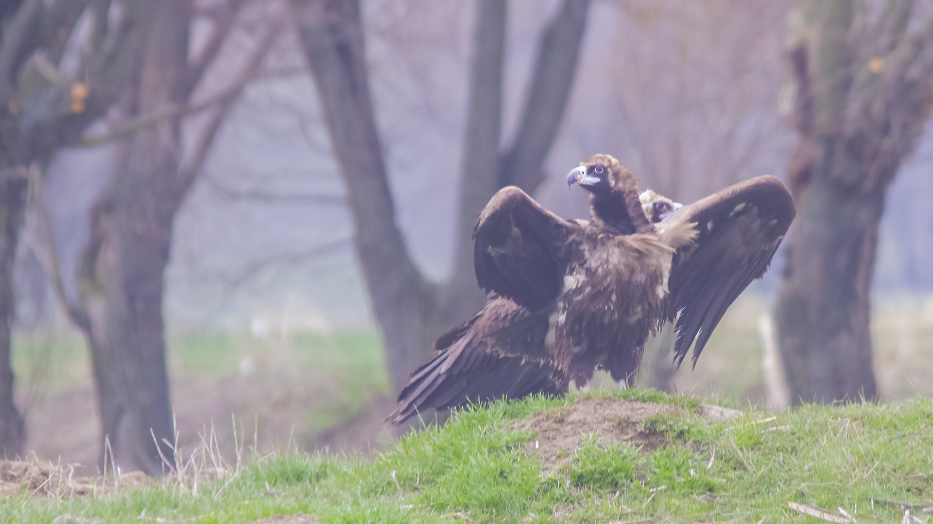 Cinereous Vulture
