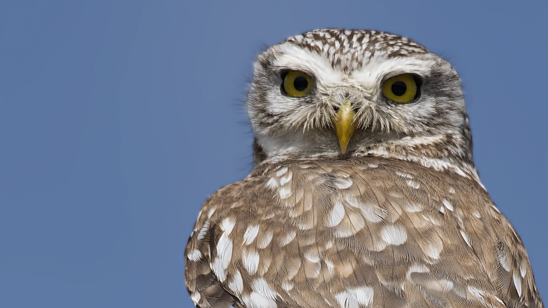 Little Owl