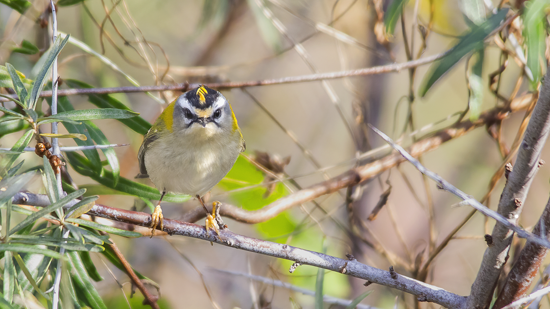 Common Firecrest