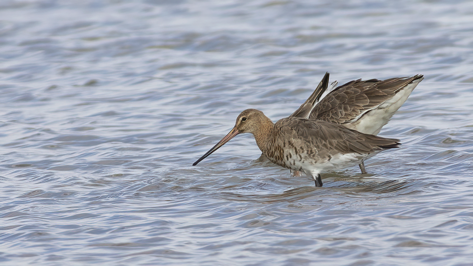 Bar-tailed Godwit