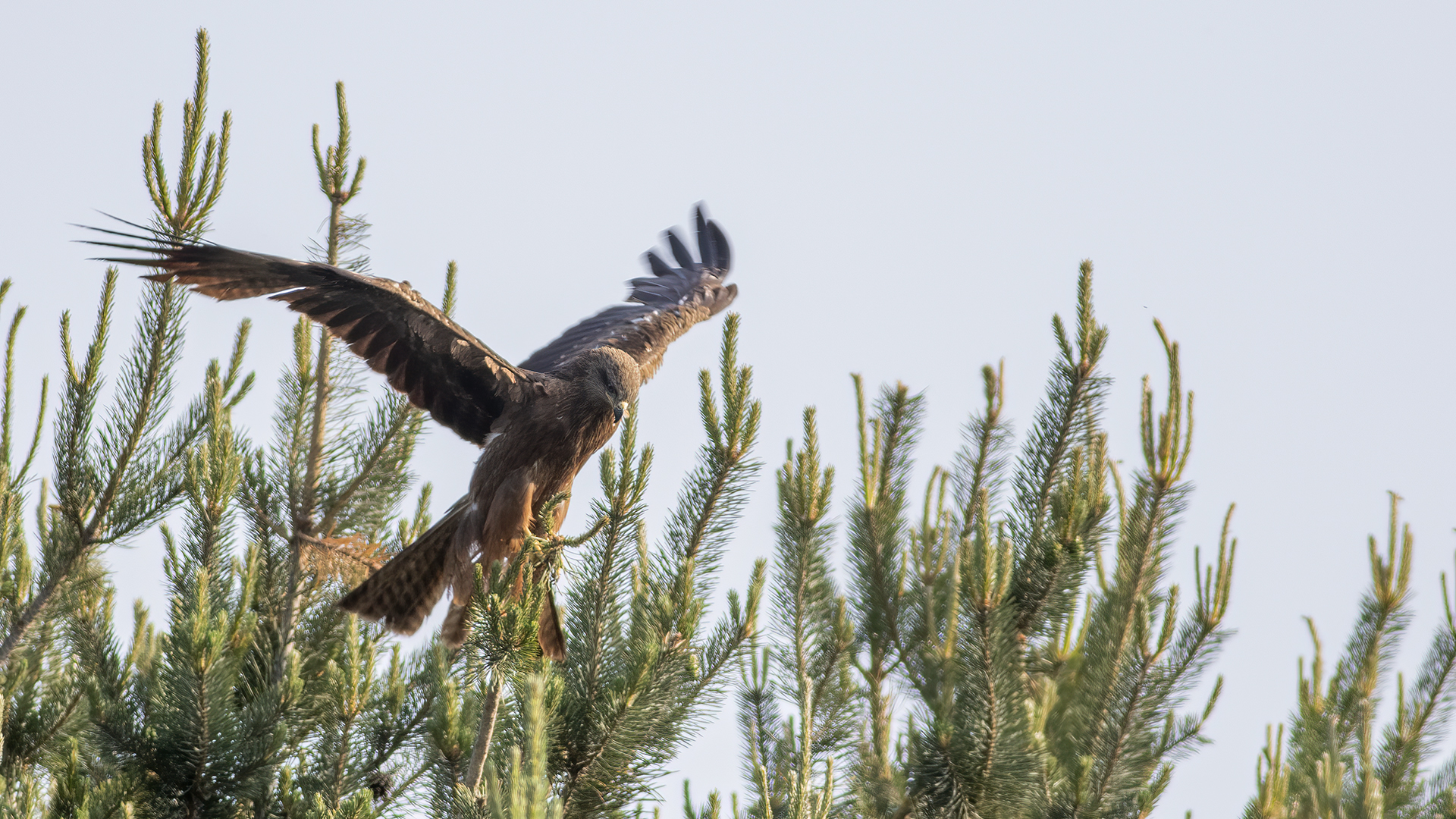 Black Kite