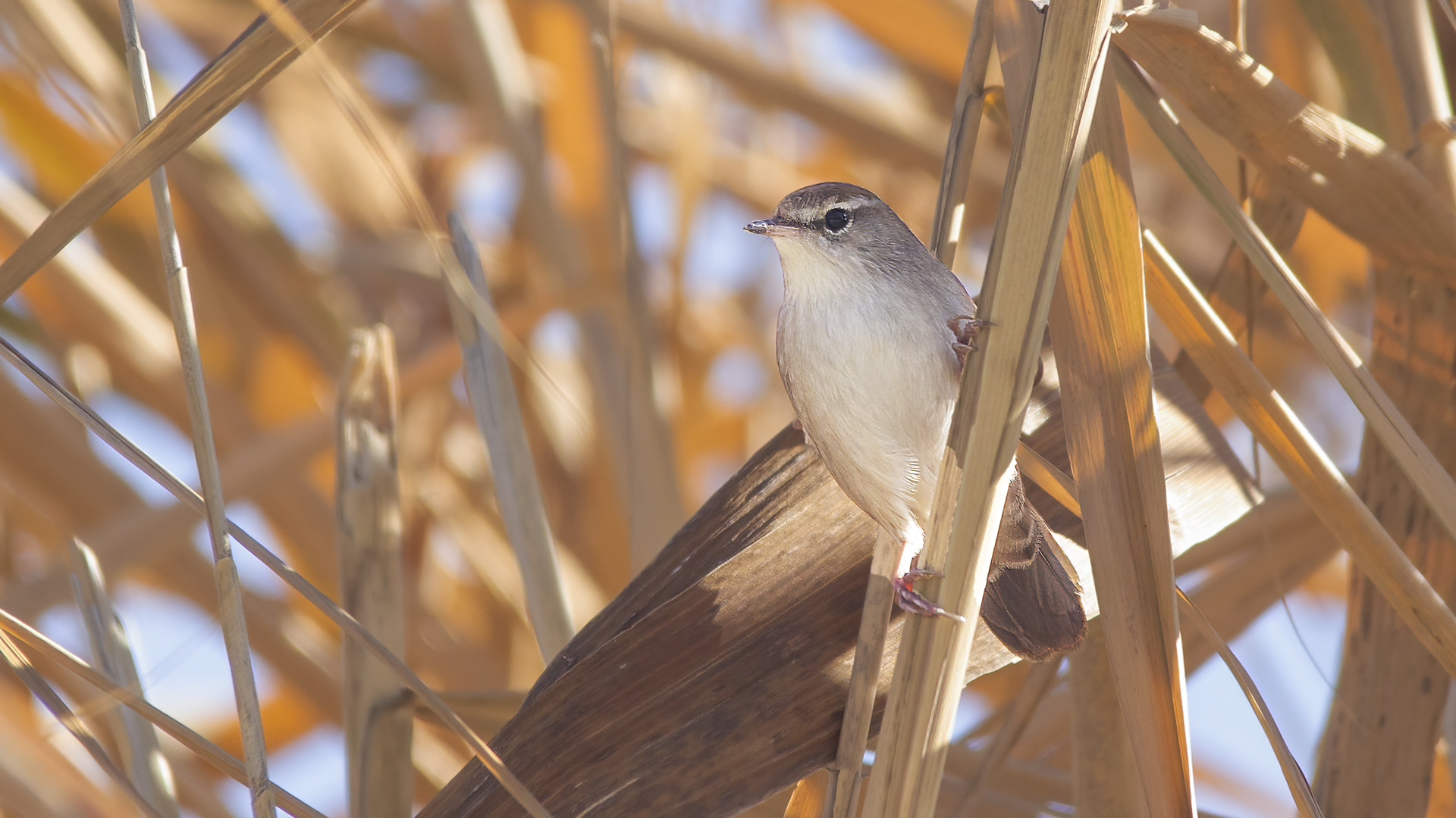 Cetti's Warbler