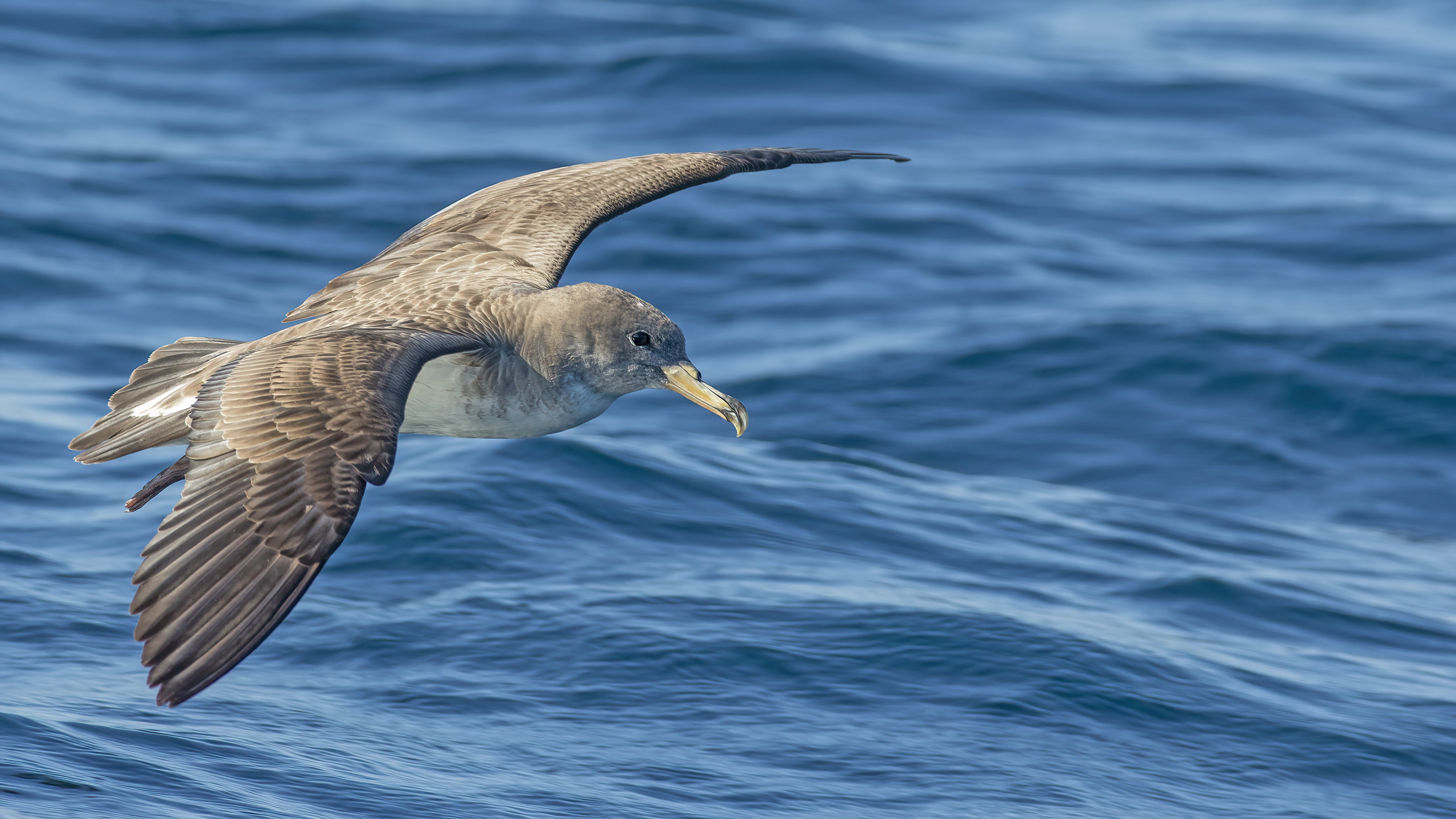 Cory's Shearwater