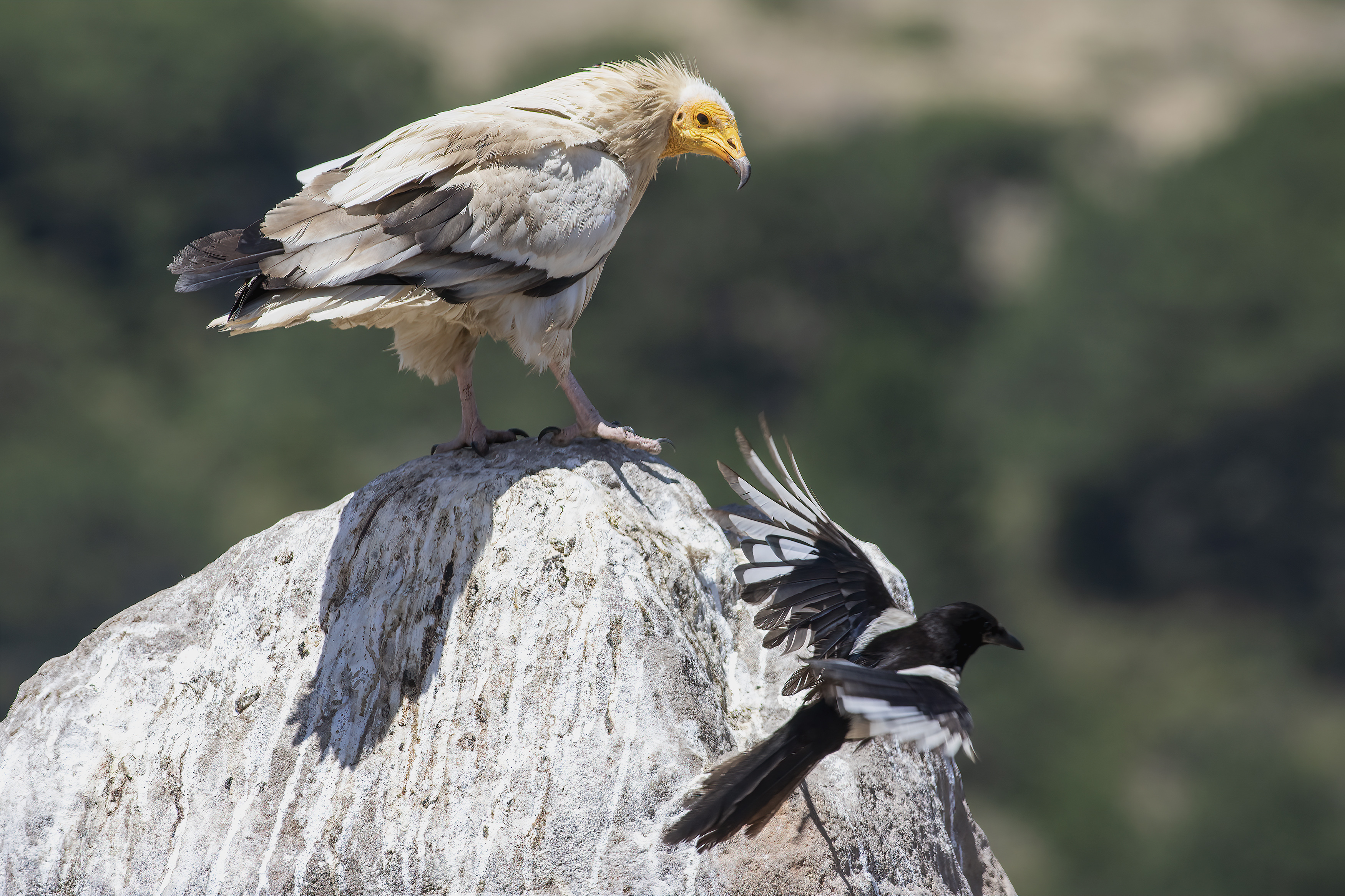 Egyptian Vulture
