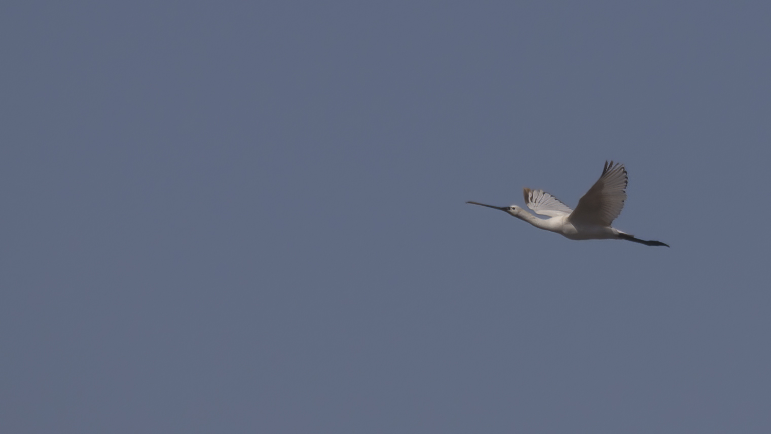 Eurasian Spoonbill