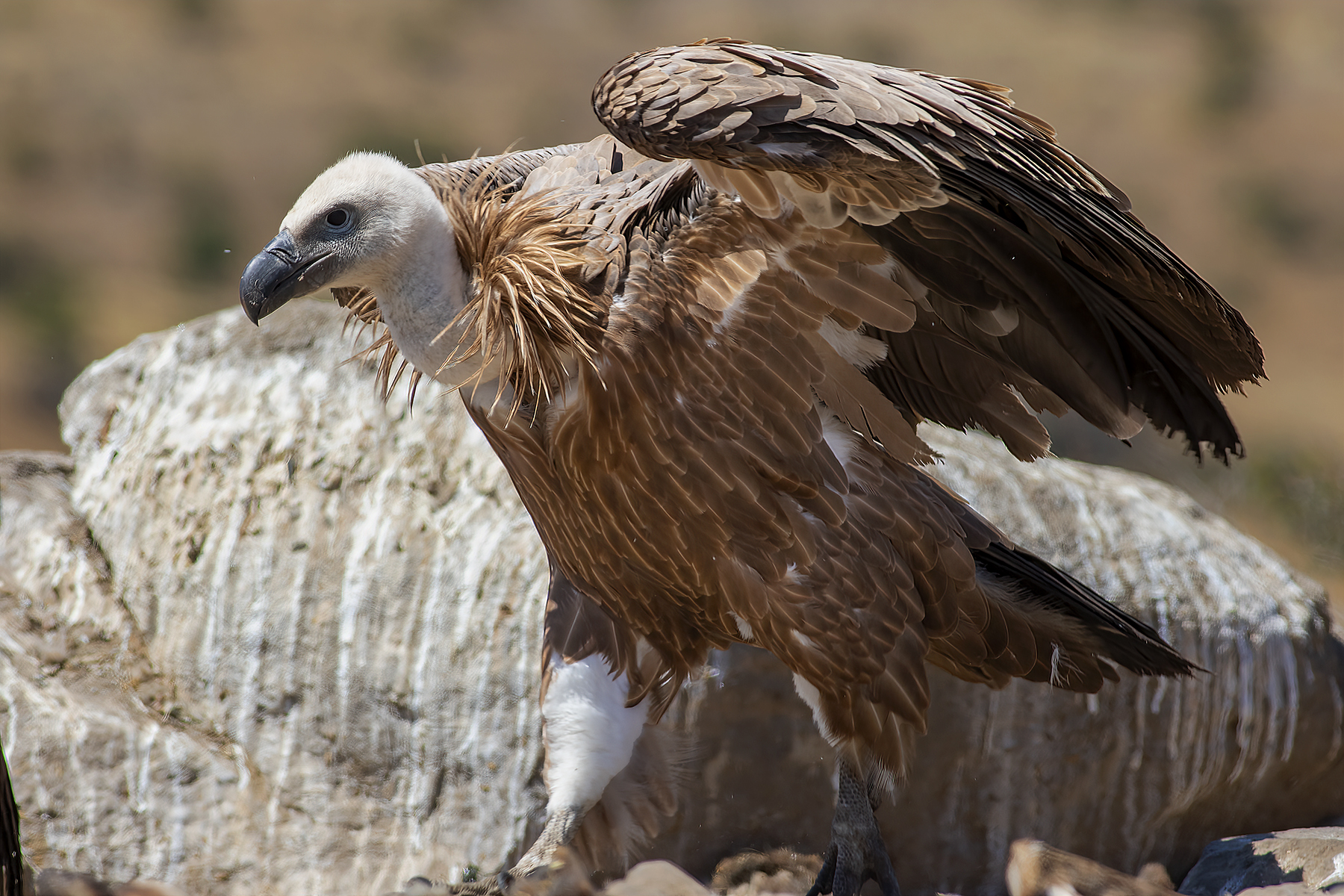 Eurasian Griffon