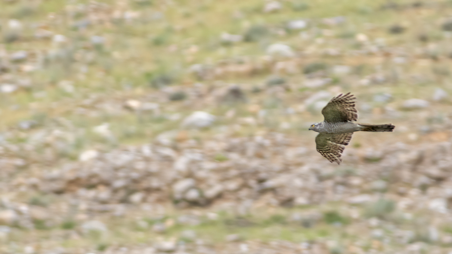 Levant Sparrowhawk