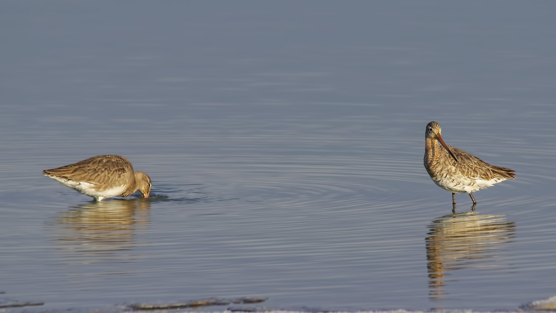 Black-tailed Godwit
