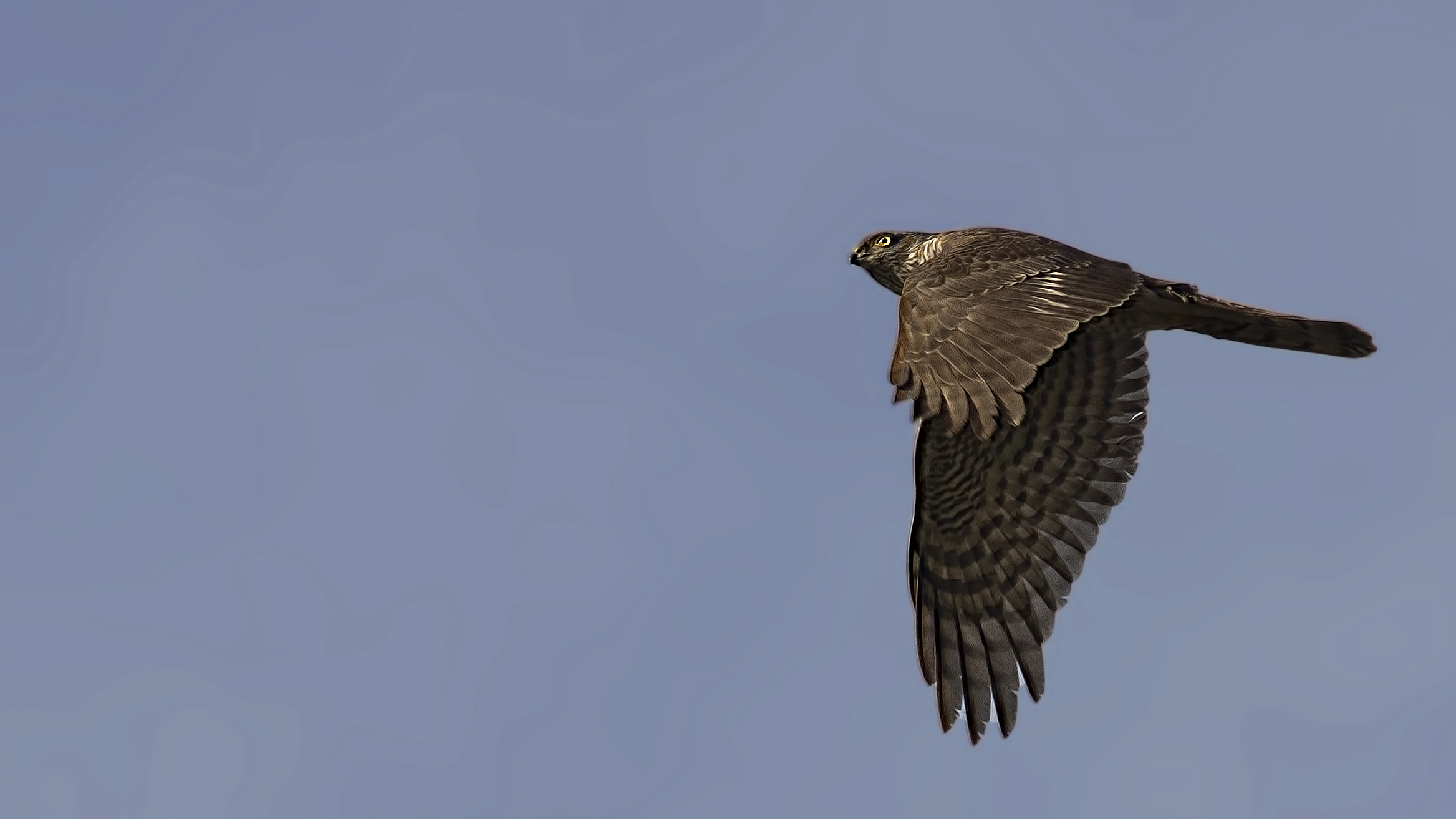 Northern Goshawk
