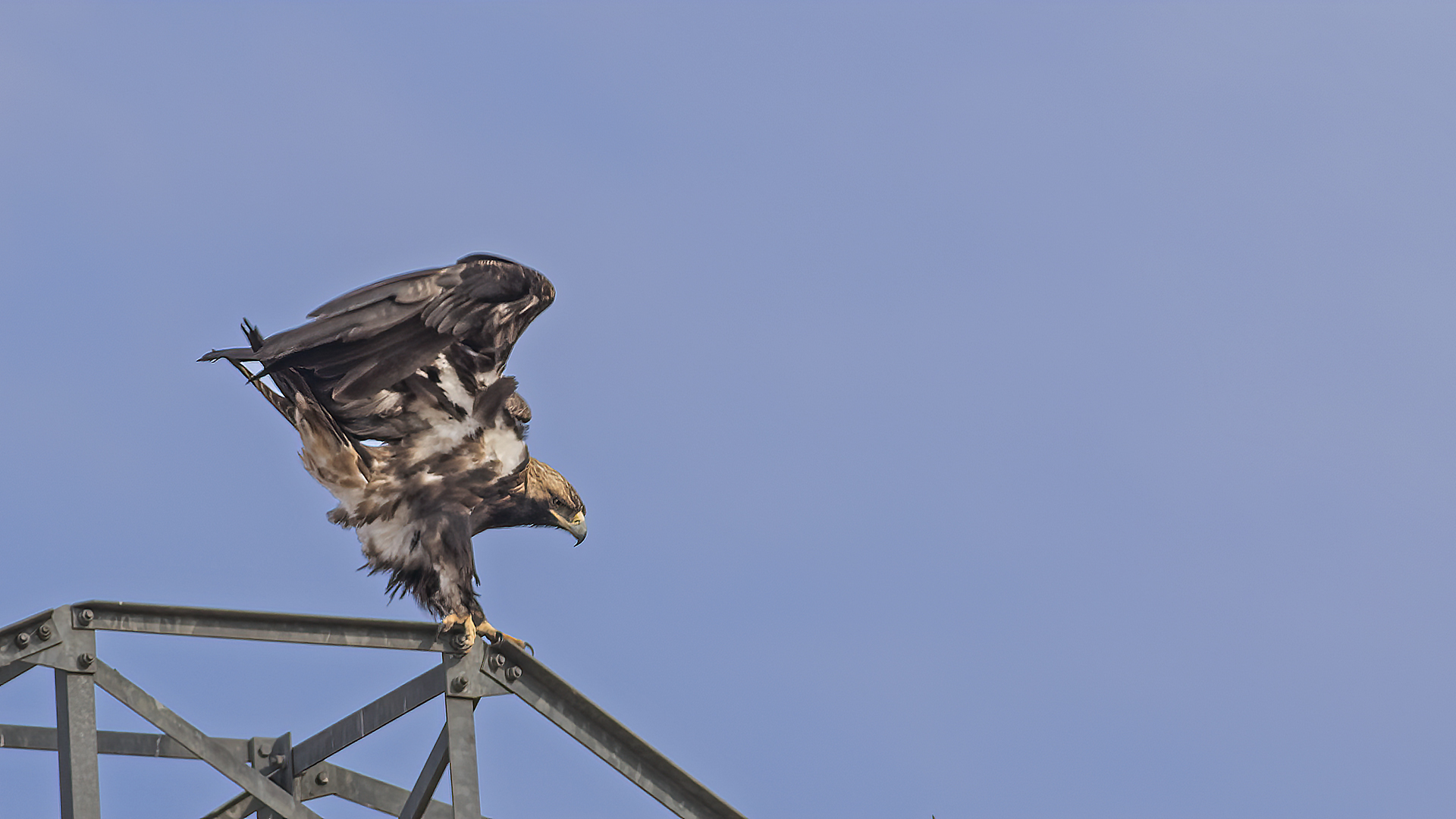 Imperial Eagle